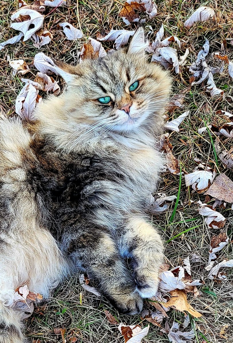 Madame de Récamier aka Simba